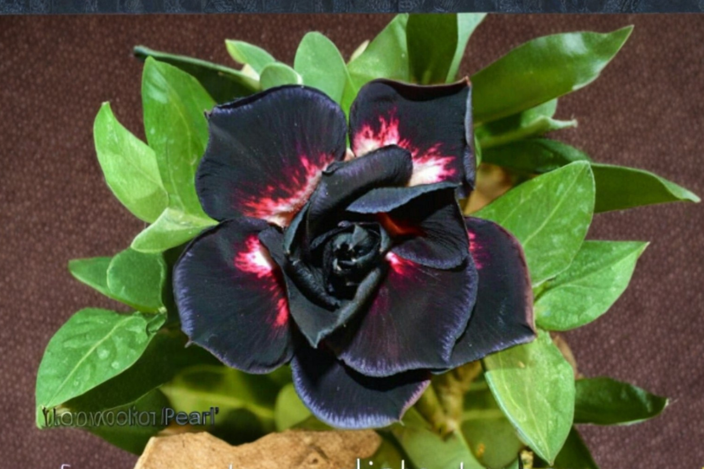 Desert Rose Seeds Adenium Obesum Mixed Color Flower Variety 10 Seeds Indoor Outdoor Succulent Plant Growing