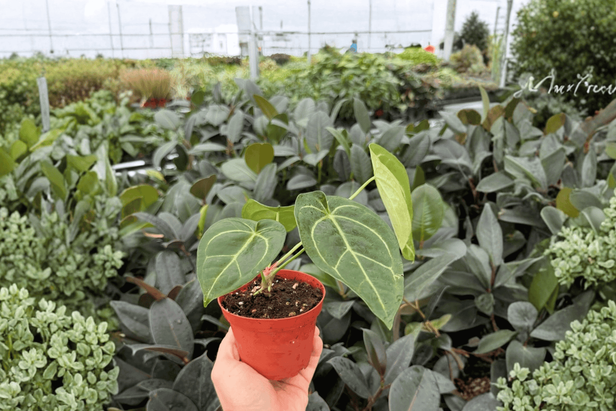 Anthurium Dresslerii × Portillae 2 Exact Live Plants – Anthurium Hybrid 4” Size Bare Root