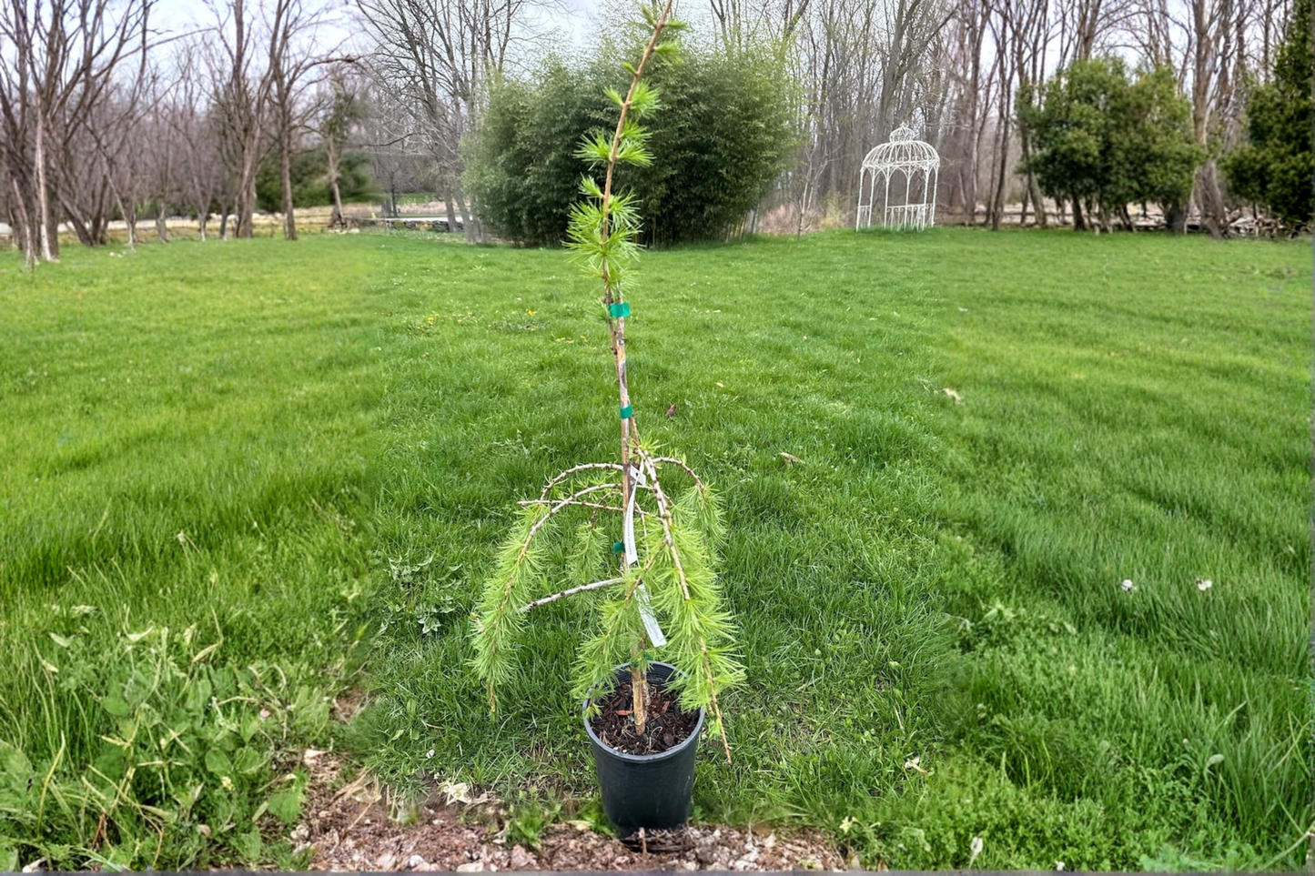 Varied Directions Larch 12 Inch Live Plant 1 Gallon Pot – Larix eurolepis Deciduous Conifer Unique Branching Garden Tree