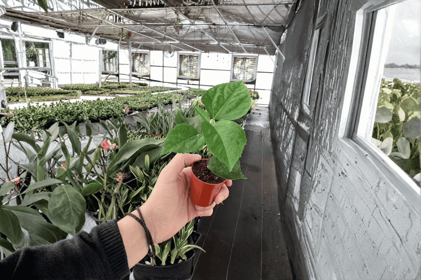 Handsome Ty Hibiscus Live Starter Plant – 2 Plants Bare Root – Hibiscus rosa-sinensis – Originally Grown in 2" Pot