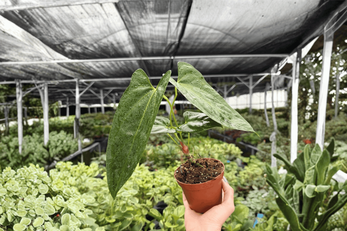 Anthurium Hoffmannii × Red Gunsal 2 Exact Live Plants – Specific 4” Size Bare Root