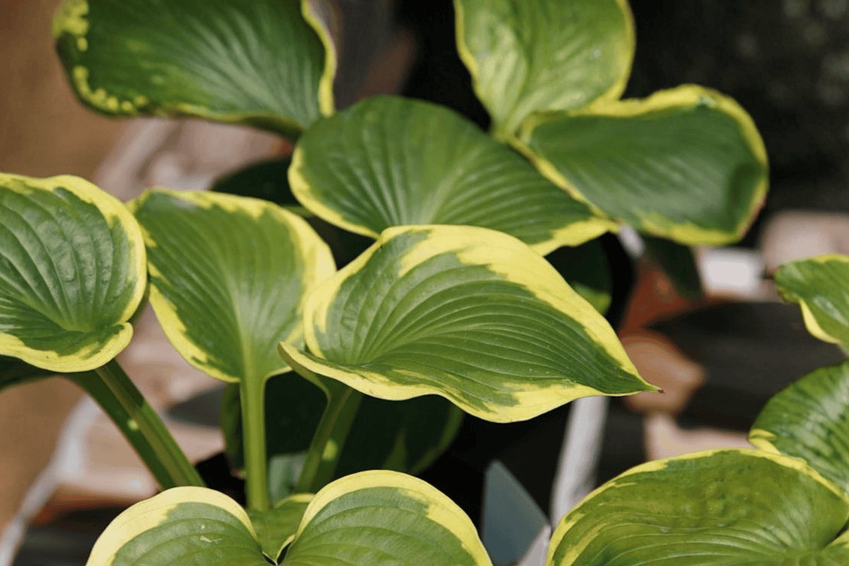 Francis Williams Plantain Lily 1 Live Plant – Hosta ‘Frances Williams’ – 1 Gallon Pot