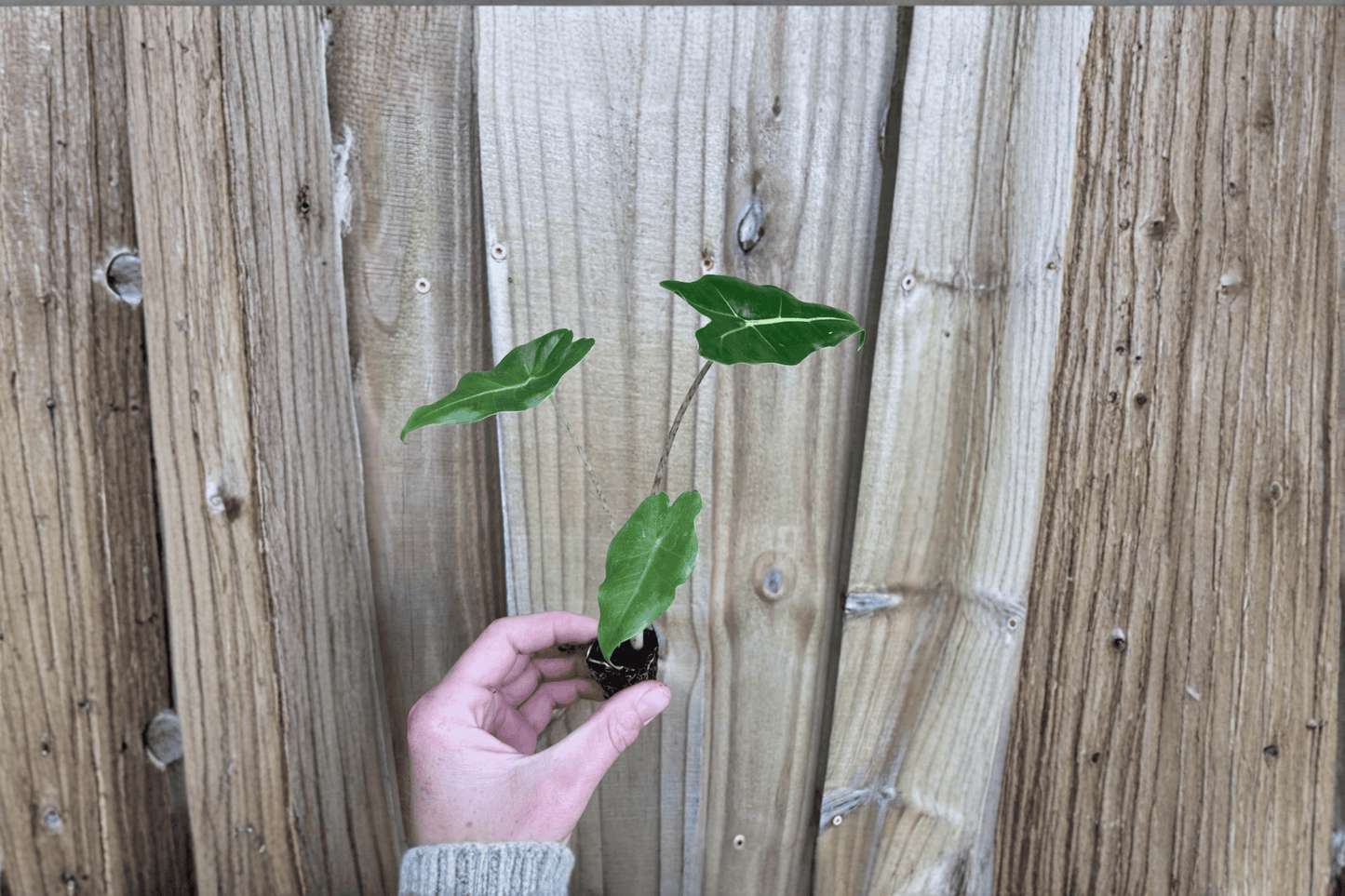 Alocasia Sarian 2 Starter Live Plants – Alocasia ‘Sarian’