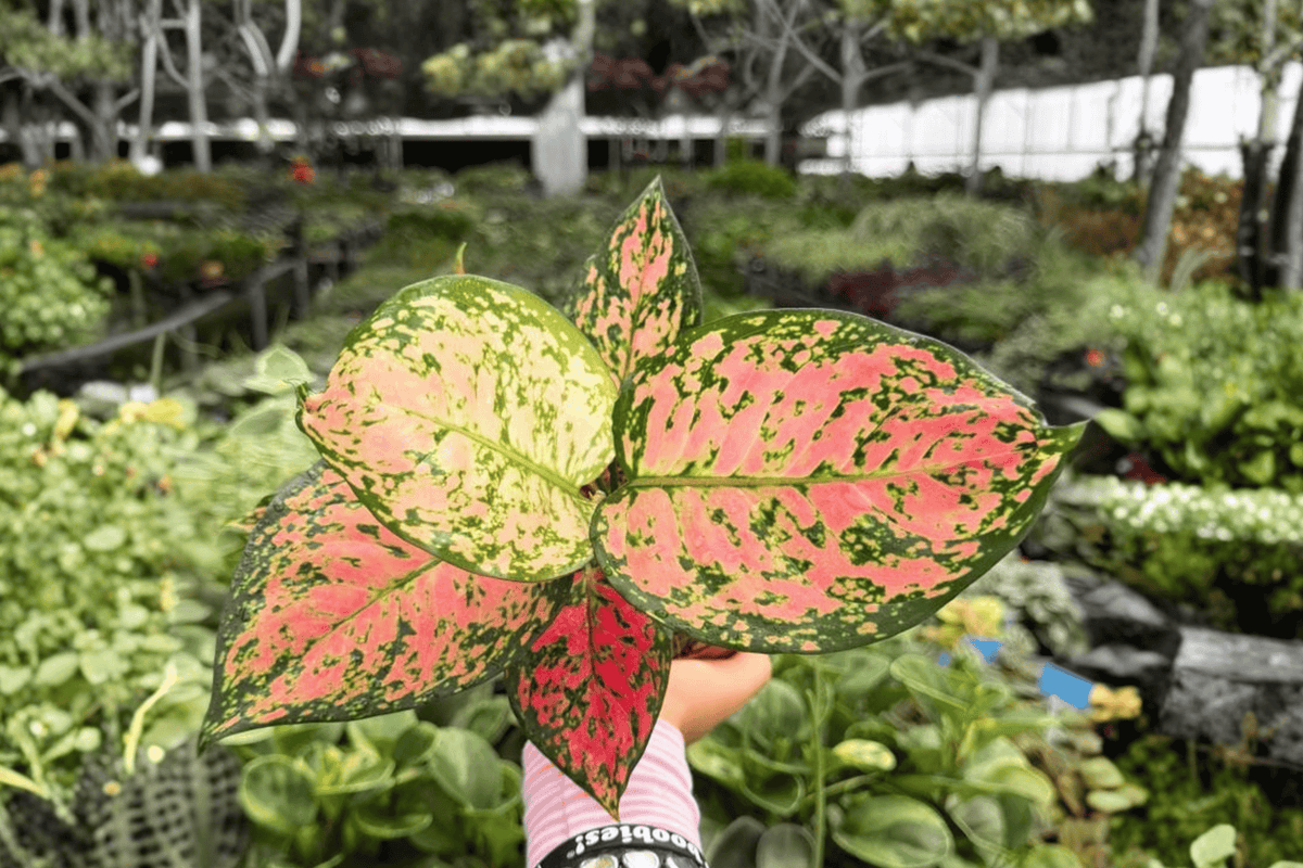 Aglaonema KumKoom 2 Exact Live Plants – Aglaonema ‘KumKoom’ Specific 17203ZJE 4” Size Bare Root