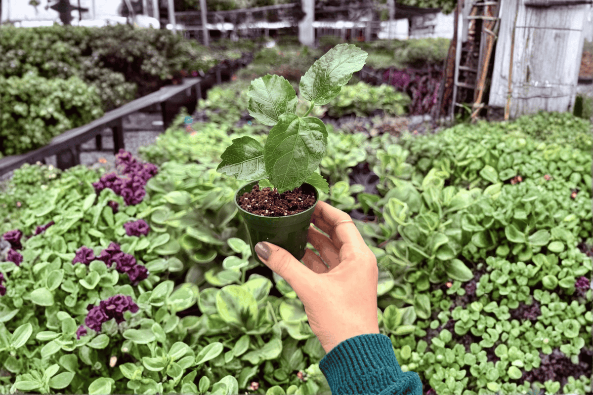 2 Jennie Lynn Hibiscus Starter Plants – 2” Pot Size – Hibiscus ‘Jennie Lynn’