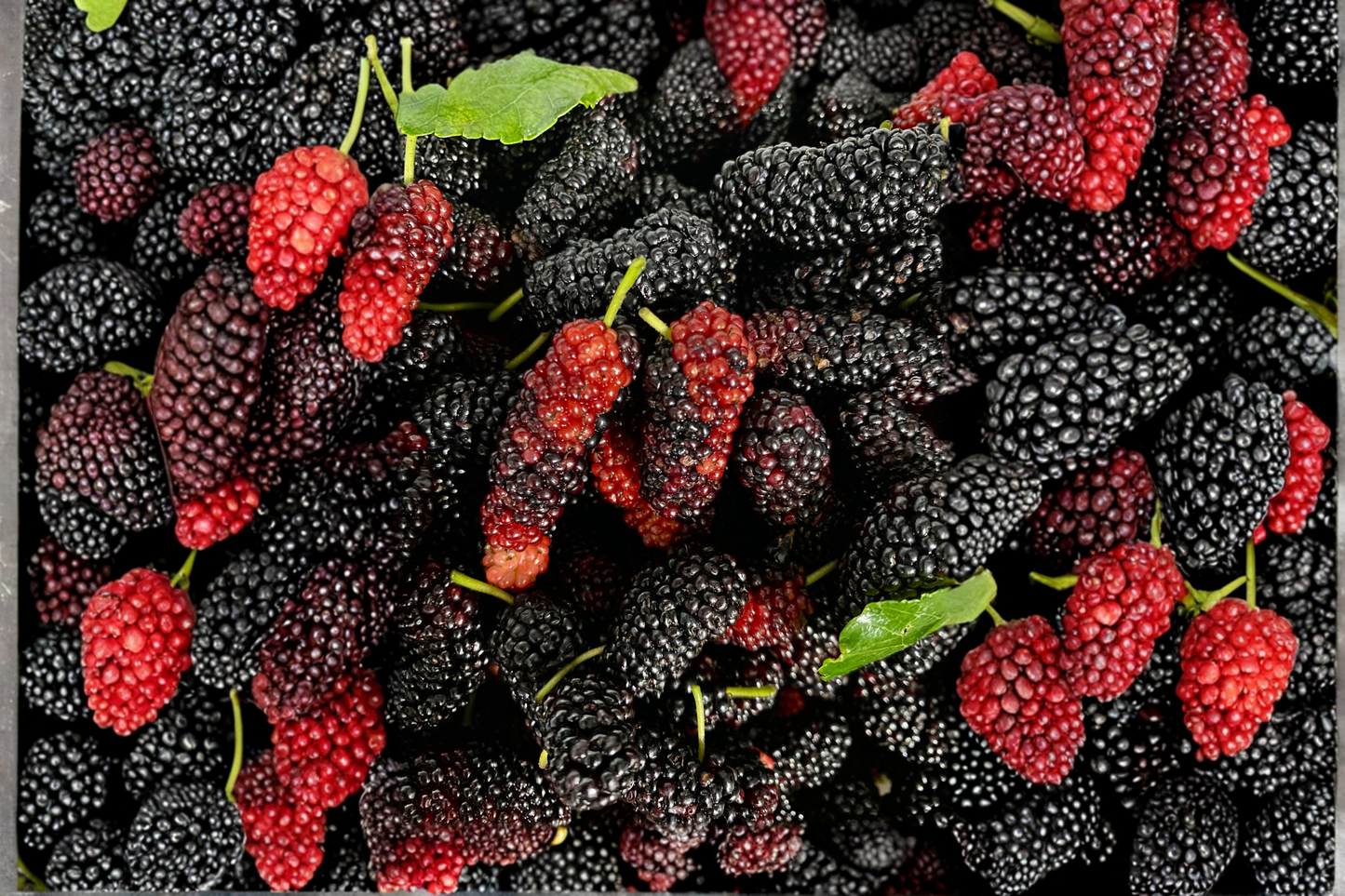 Illinois Everbearing Mulberry Live Plant – Rooted 12 Inch Plant – Morus alba × rubra