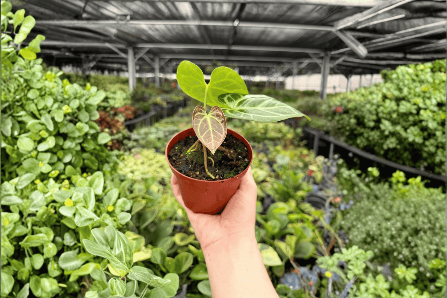 2 Exact Anthurium hoffmannii × Hulk Live Plants in 4-Inch Pots – Hybrid Anthurium