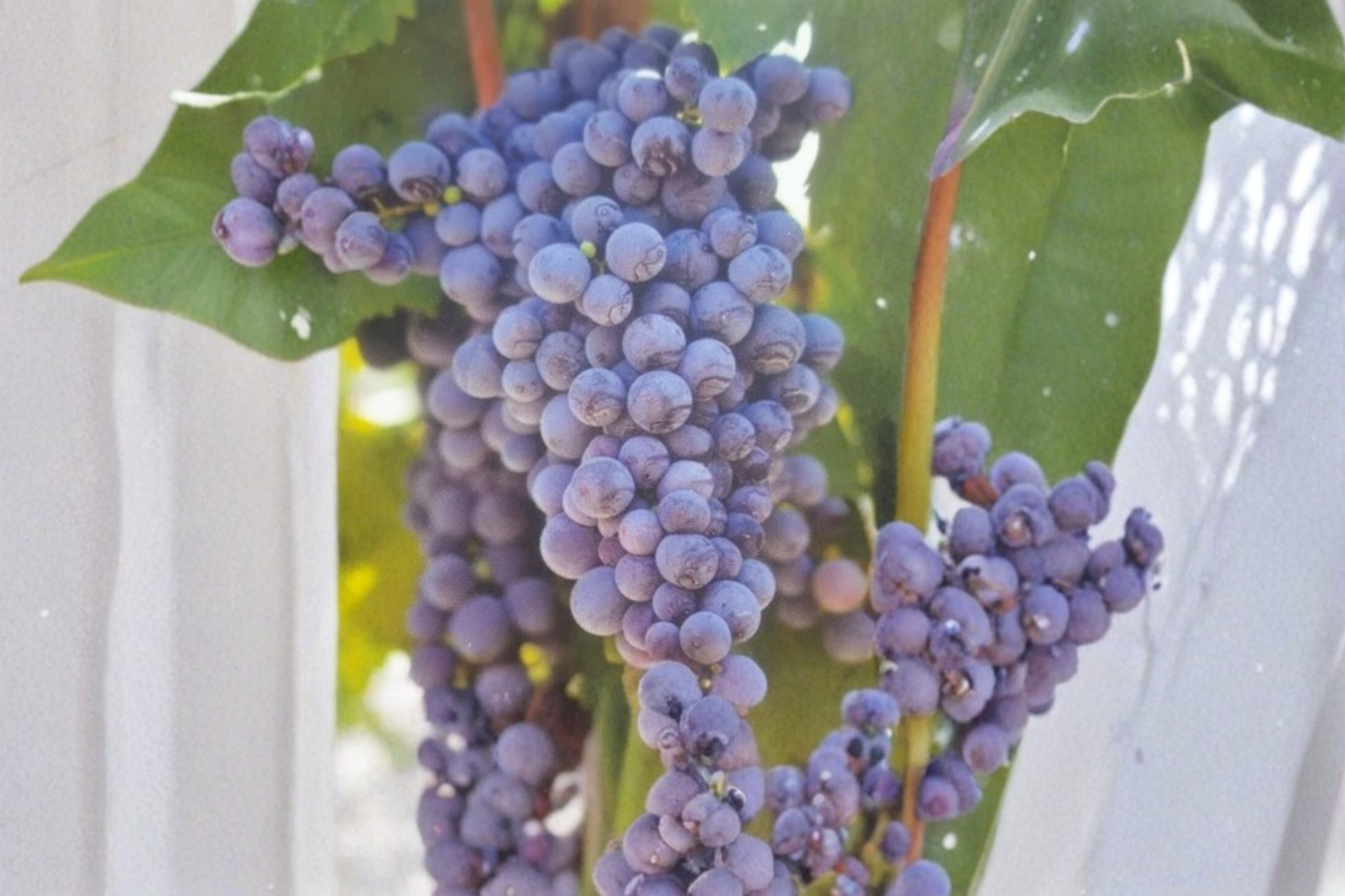 Mars Seedless Grape Vine Live Plant 2 Gallon, Sweet Fruit Grape Vine for Garden Vineyard, Outdoor Climbing Vine