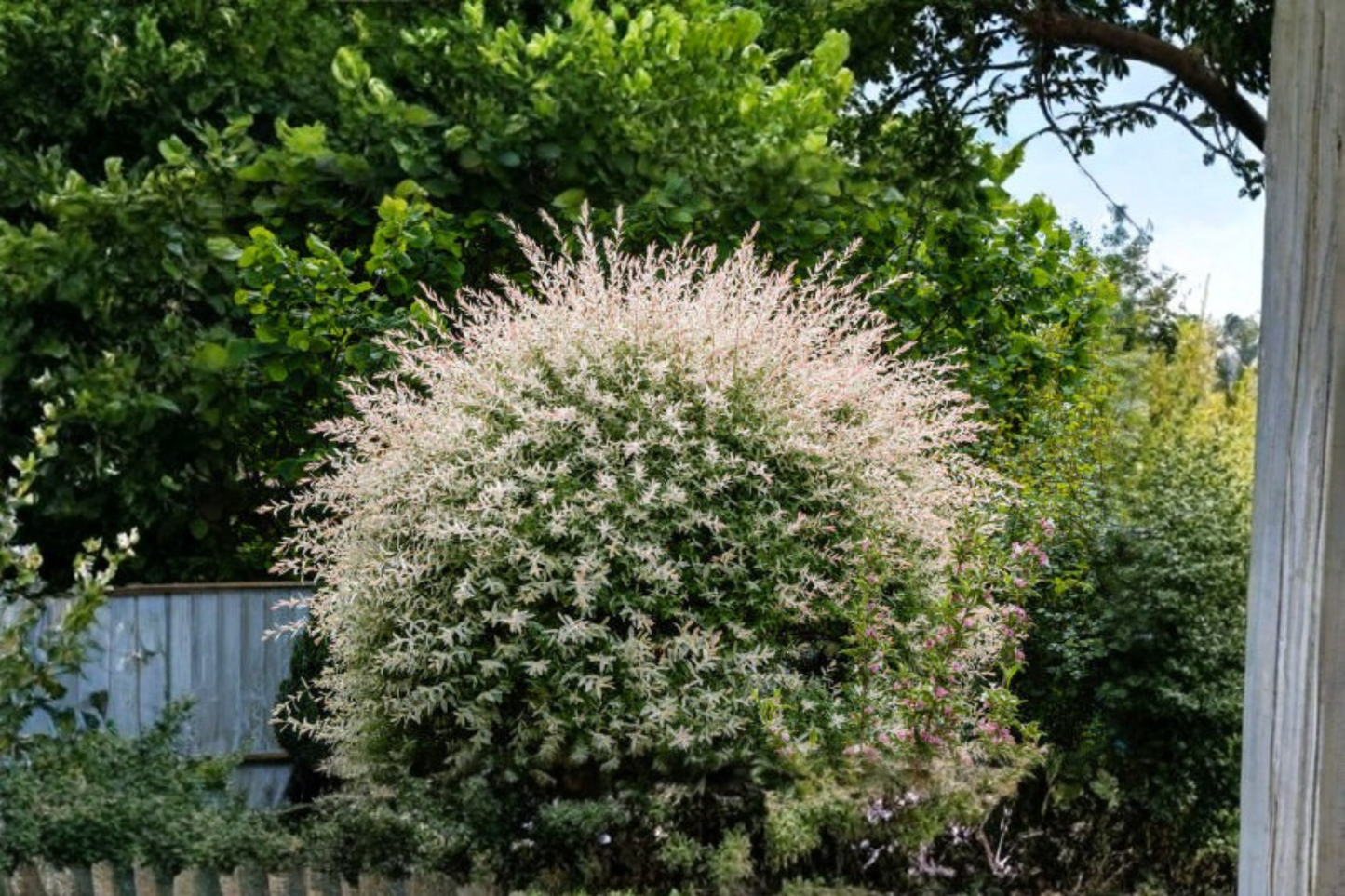 Tricolor Dappled Willow Tree Hakuro Nishiki Live Sapling 14-24 Inch Plant 1/2 Gallon Pot Variegated Garden Tree