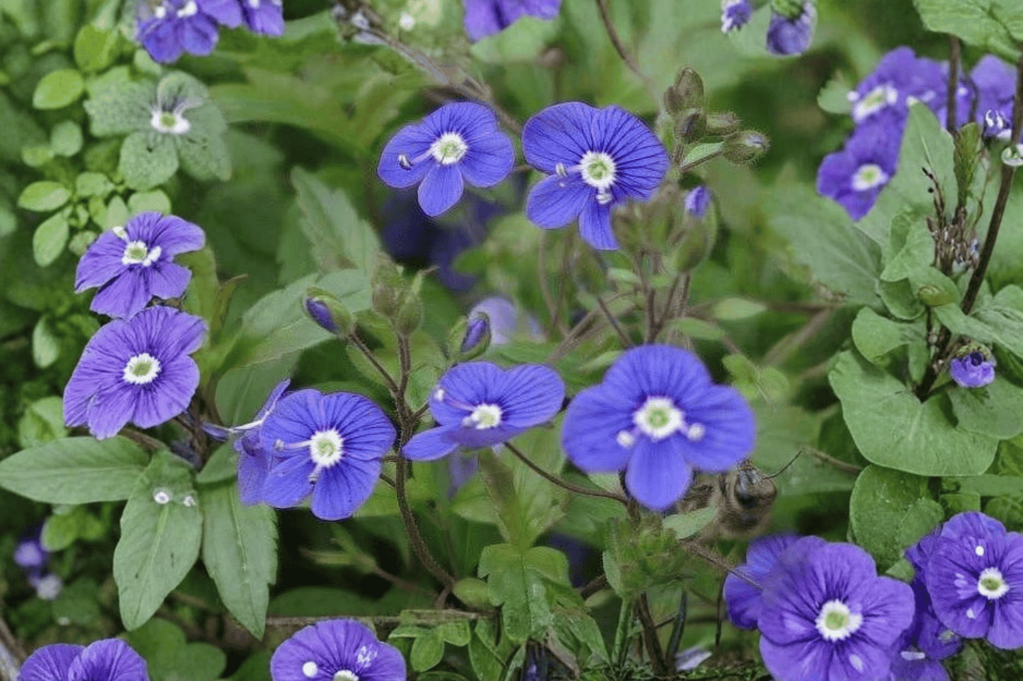 Georgia Blue Speedwell Live Plant – 4-Inch Pot – Veronica peduncularis 'Georgia Blue'