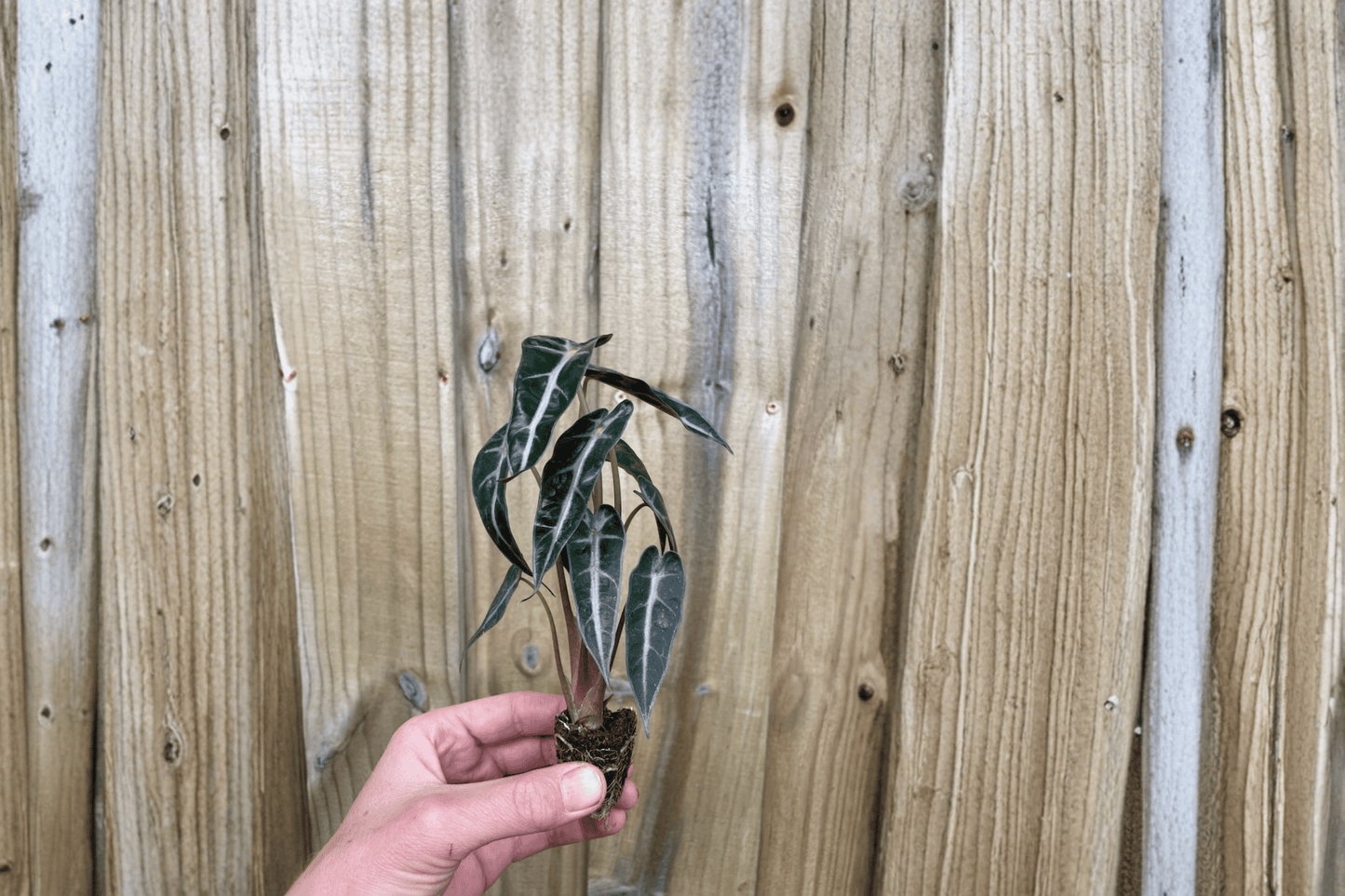 2 Alocasia 'Bambino' Starter Plants Bare Root – Alocasia 'Bambino'