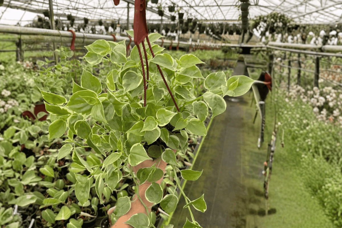 Peperomia Cupid 2 Live Plants – Peperomia scandens 6” Hanging Basket Size