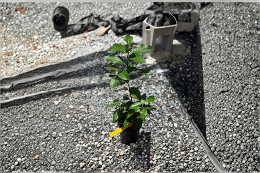 Eureka Lemon Tree Grafted Live Citrus Plant Yellow Lemon Tree Container Patio Garden Citrus Limon