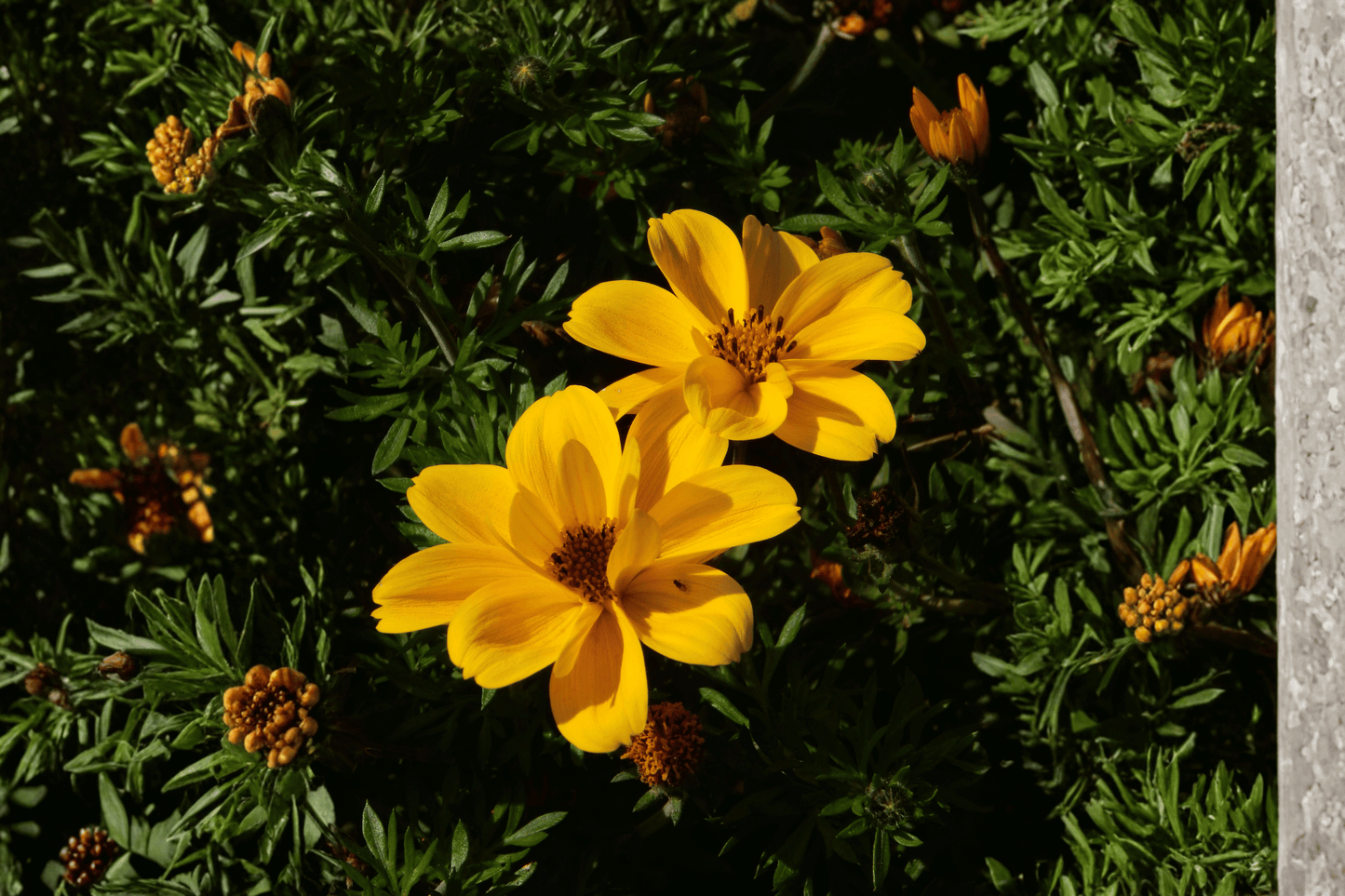 Tweety Beggarticks 1 Live Plant – 4-Inch Pot – Bidens ‘Tweety’