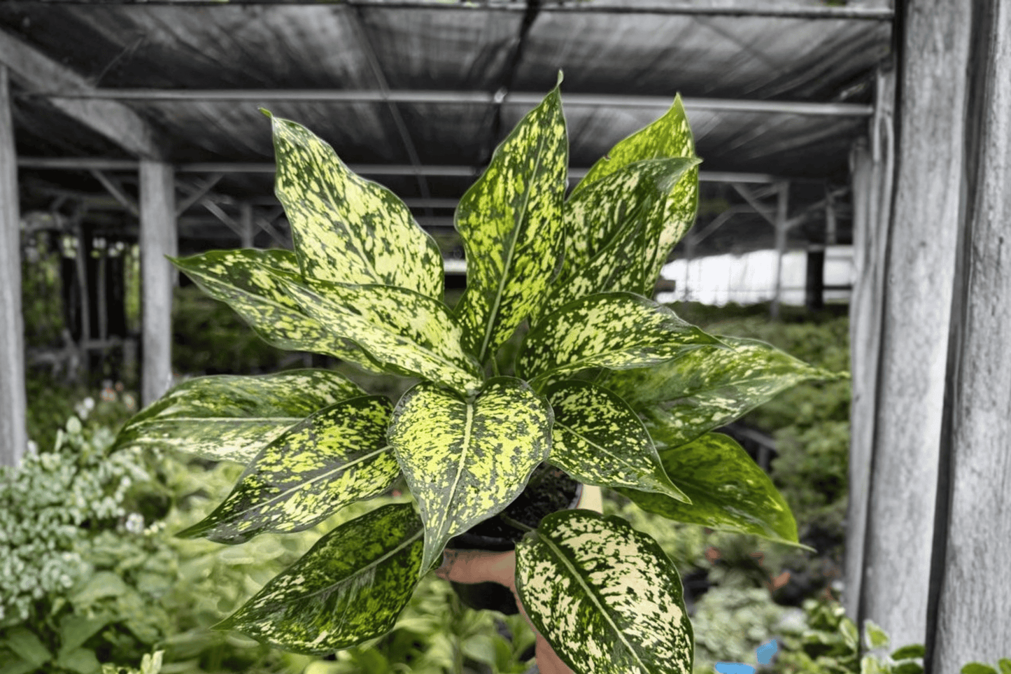 Aglaonema Wintery Winehouse 2 Exact Live Plants – 4-Inch Pots – Aglaonema ‘Wintery Winehouse’