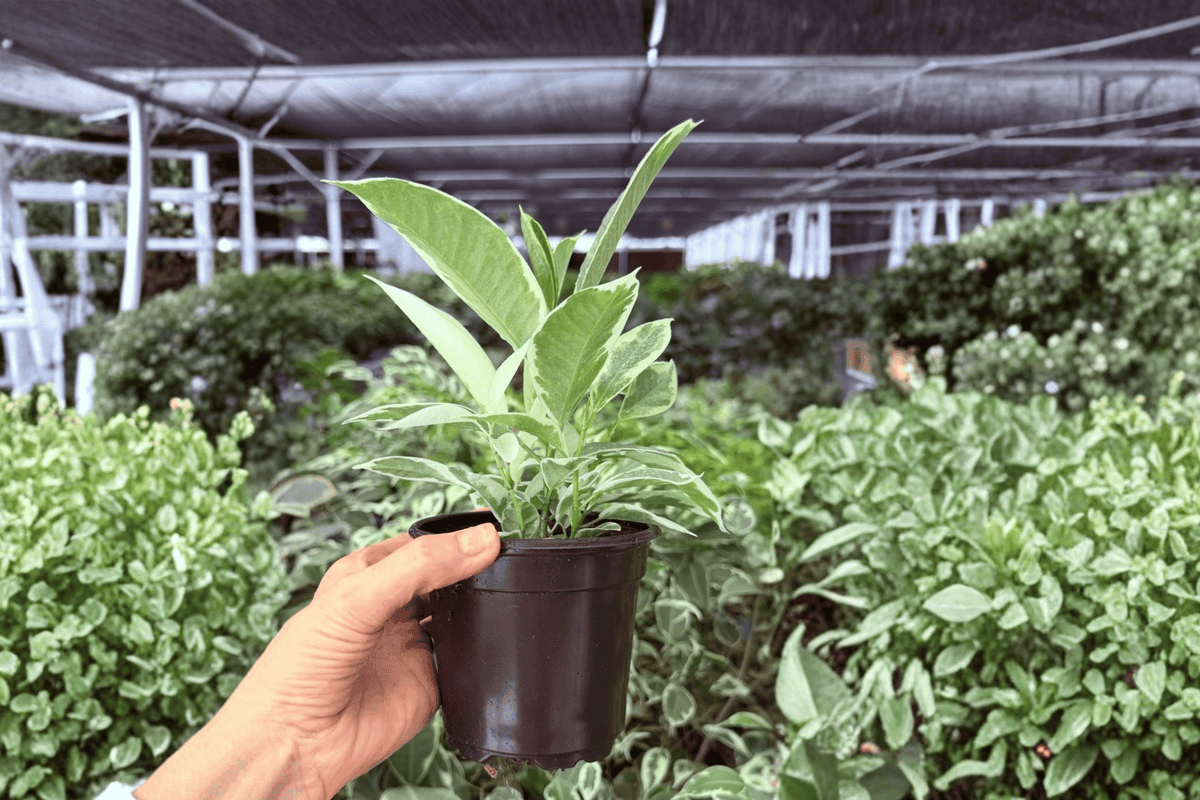 2 Exact Ficus Tineke Live Plants – Specific Plants in 4” Pots
