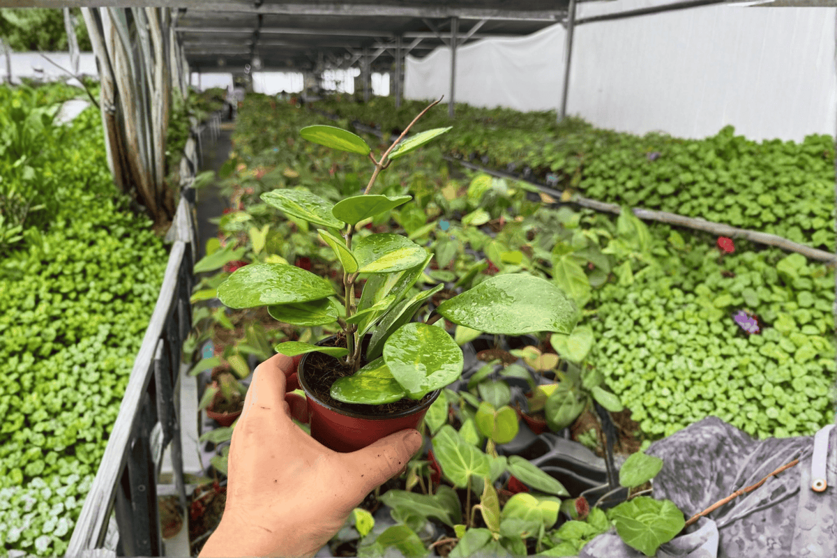 Variegated Hoya Obovata 2 Exact Live Plants – Specific 4” Size