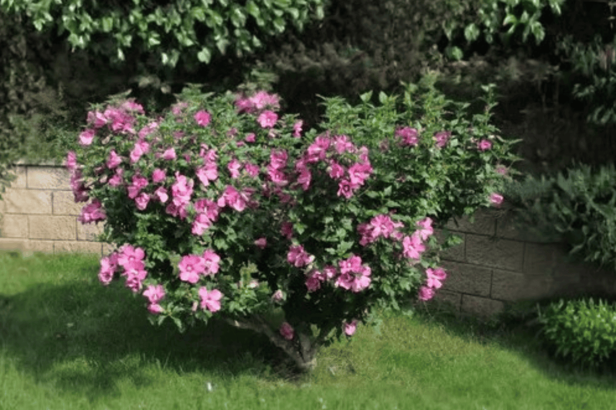 Lil' Kim Red Rose of Sharon 1 Live Shrub, 2 Gallon – Hibiscus syriacus ‘Lil' Kim Red’