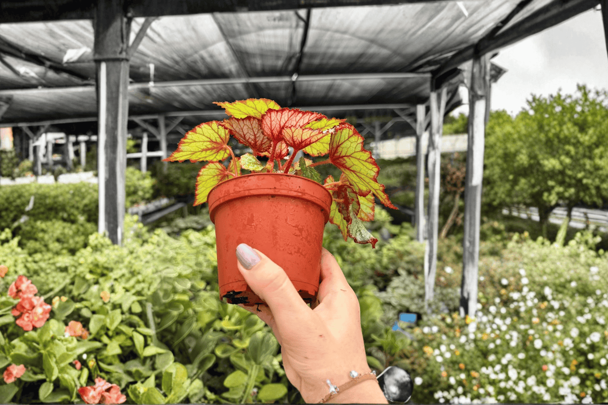 Begonia Harmony’s Crimson Oak 2 Exact Live Plants – 4-Inch Pots – Begonia Hybrid