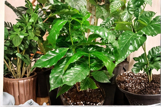 Coffee Arabica Live Plant in 4-Inch Pot – Coffea arabica