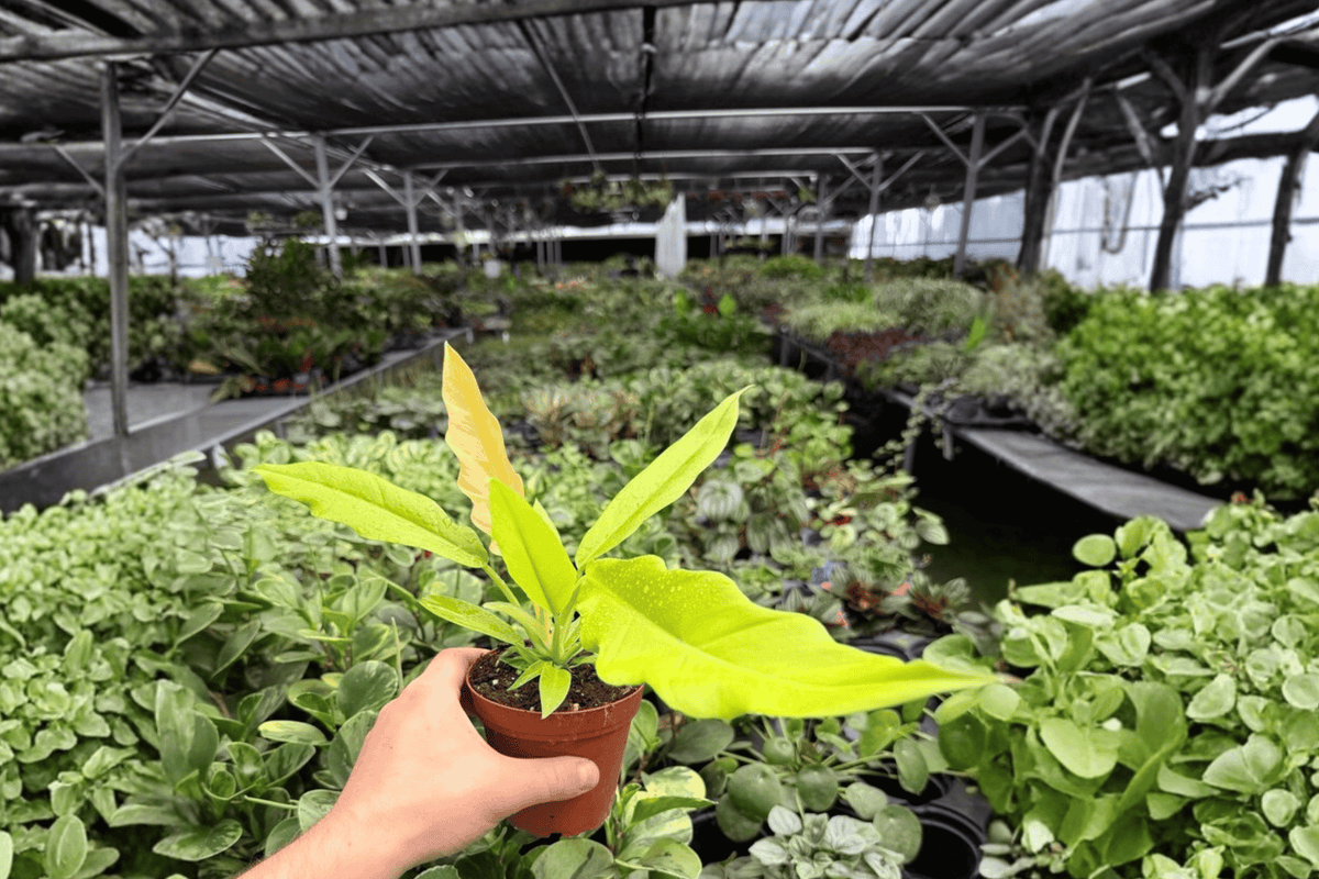 Philodendron Golden Crocodile – 2 Exact Live Plants, 4-Inch Size – Philodendron ‘Golden Crocodile’