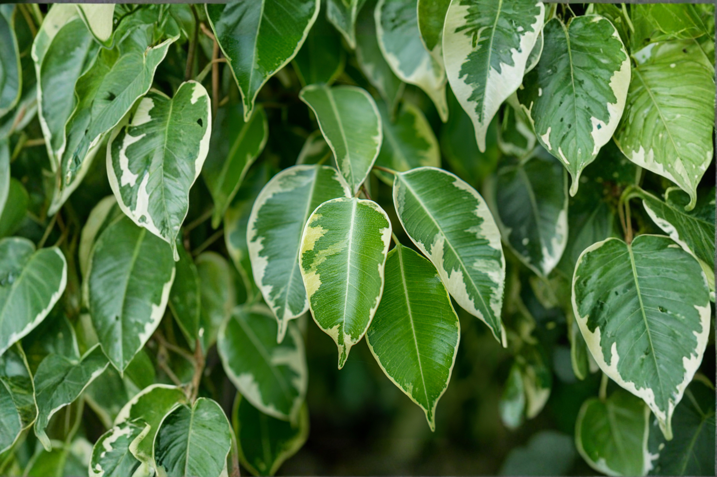 Variegated Weeping Fig Live Rooted Plug – Ficus benjamina