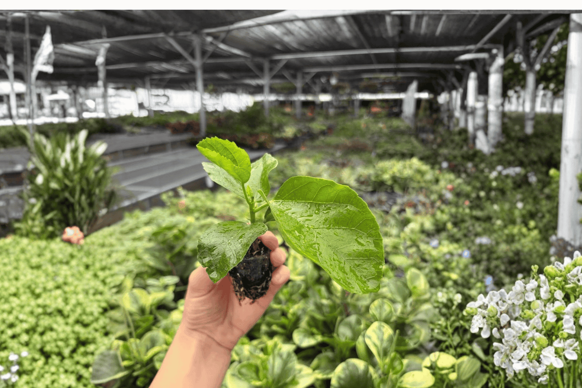 Foxy Lady Hibiscus 2 Live Starter Plants – Hibiscus rosa-sinensis
