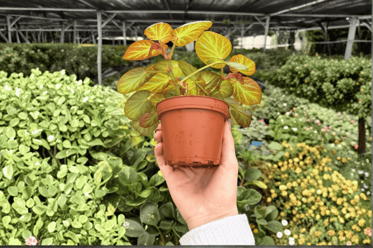 Begonia Manaus 2 Exact Live Plants – Specific 4-Inch Pots – Begonia ‘Manaus’