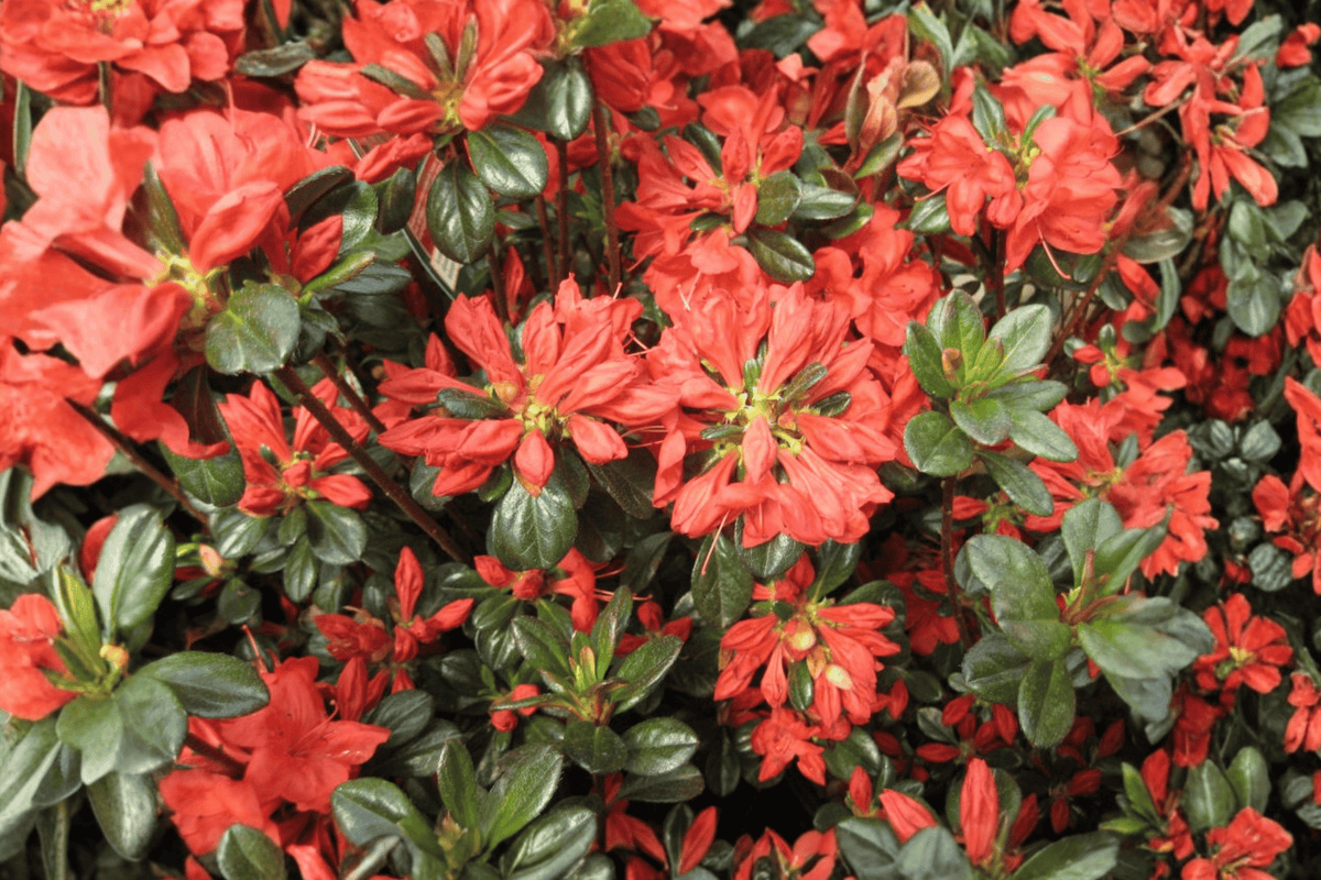 Stewartstonian Azalea – 1 Live Evergreen Flowering Shrub, 3-Gallon Size – Rhododendron ‘Stewartstonian’