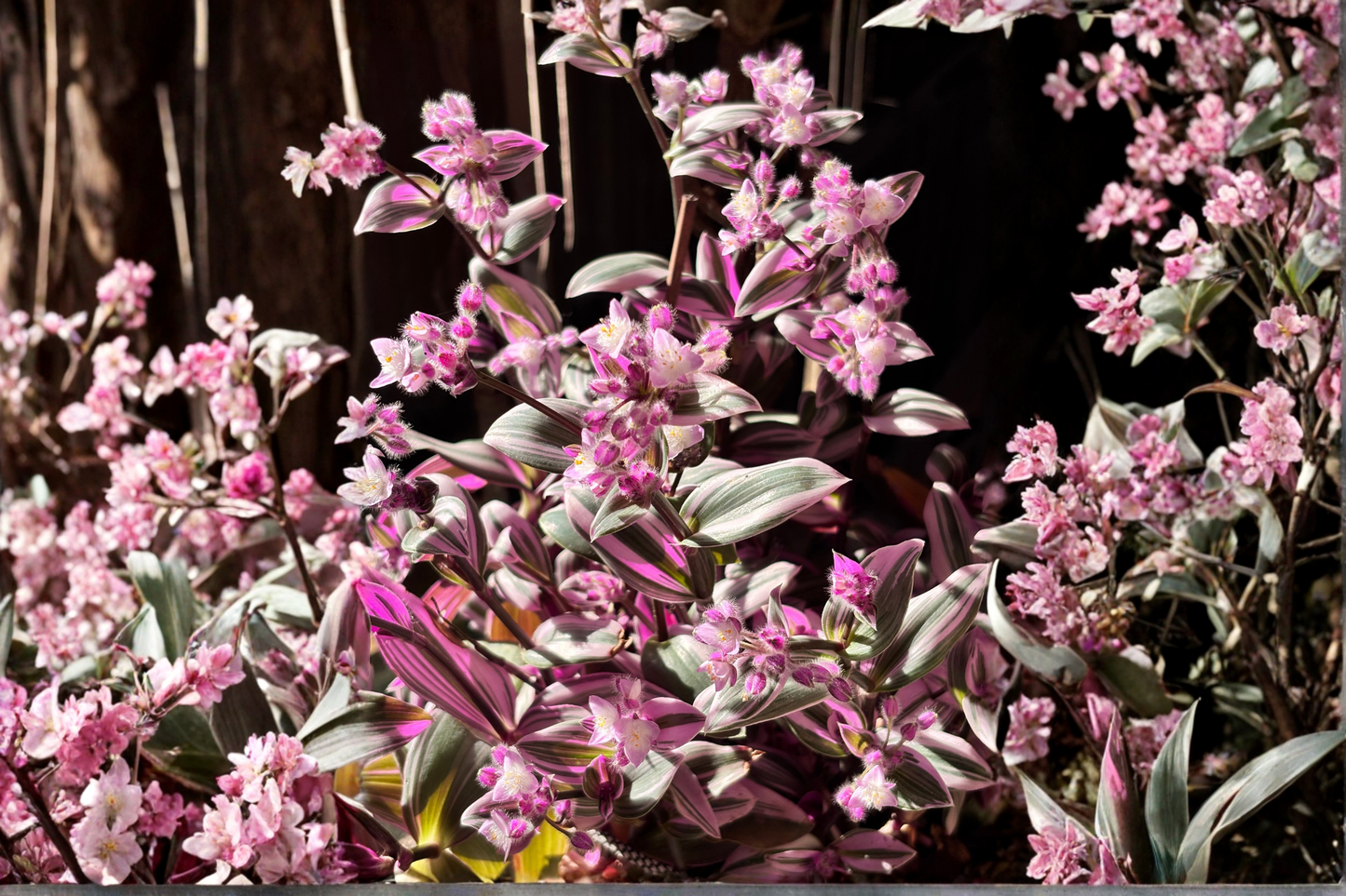 Pink Purple Wandering Dude Live Plant in 4-Inch Pot – Tradescantia zebrina