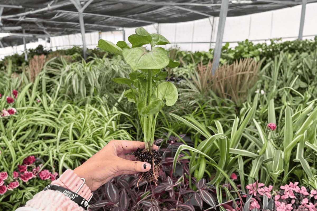 Syngonium Mango Allusion 2 Exact Live Starter Plants – Plugs – Syngonium podophyllum ‘Mango Allusion’