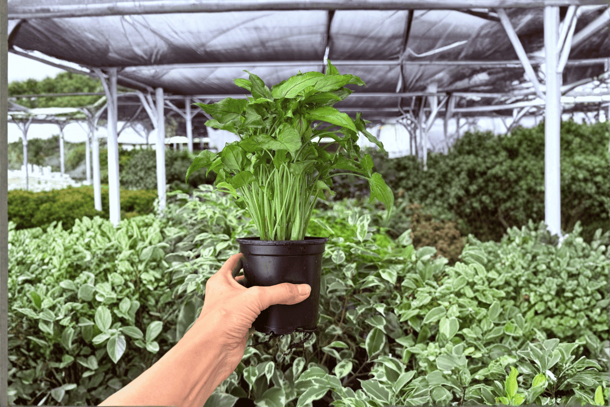Syngonium Red Yami 2 Exact Live Plants – 4-Inch Pots – Syngonium Hybrid