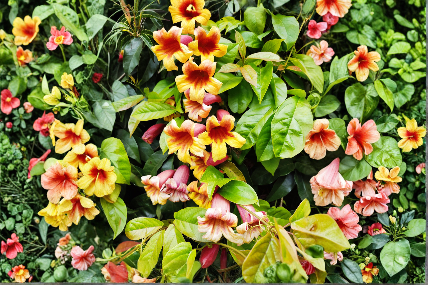 Gold & Crimson Crossvine Bare Root Live Plant – Bignonia capreolata