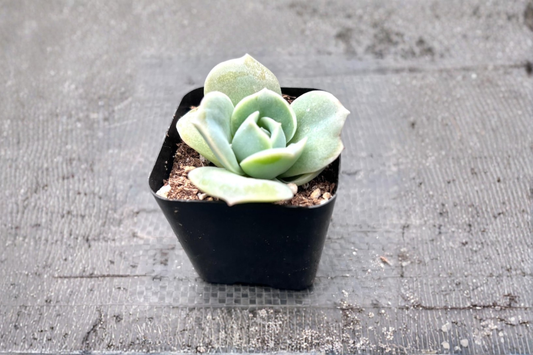 Echeveria Lovely Rose Live Succulent Plant Rose Shape Indoor Succulent in 2 Inch Pot Home Decor Gift