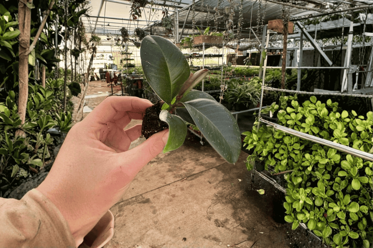 Ficus Sophia 2 Live Starter Plants – 2-Inch Starter Size – Ficus elastica 'Sophia'