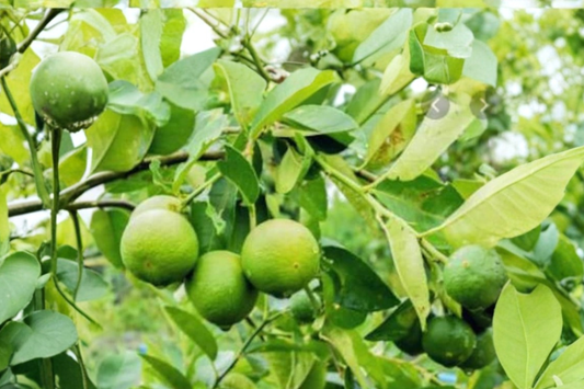 Dwarf Key Lime Seeds Citrus Fruit Plant Non GMO Fresh Harvested Indoor Outdoor Container Gardening 10 Seeds