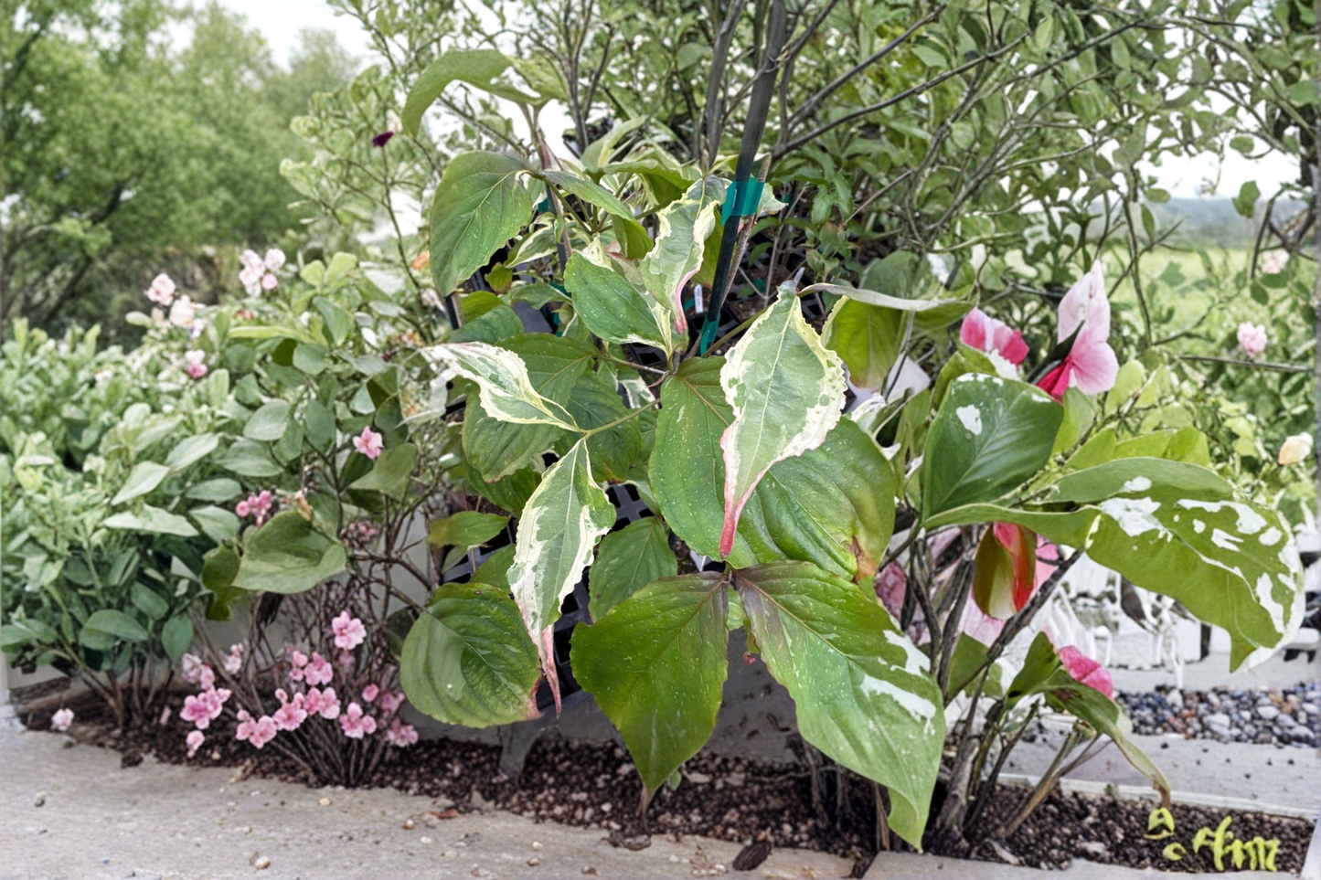 Summer Games Chinese Dogwood Live Plant 12 Inch Tall – Cornus kousa Flowering Tree White Pink Blooms 1 Year Graft