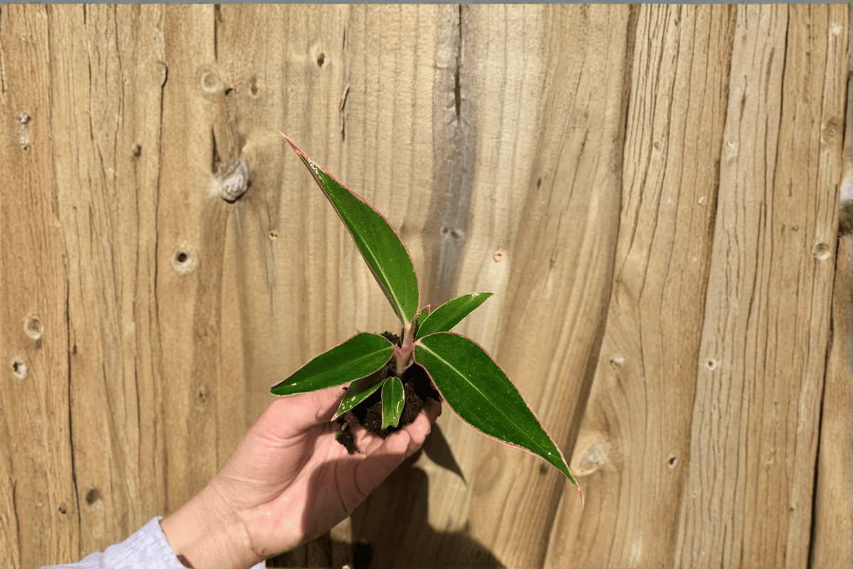 2 Aglaonema 'Siam Aurora' Chinese Evergreen Starter Plants – Bare Root Live Plants