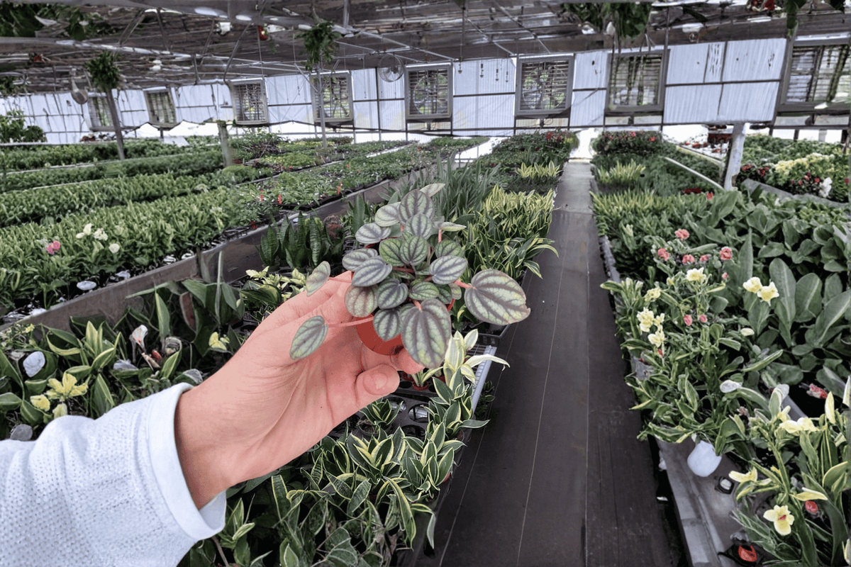 2 Peperomia Piccolo Banda Starter Plants – Peperomia albovittata