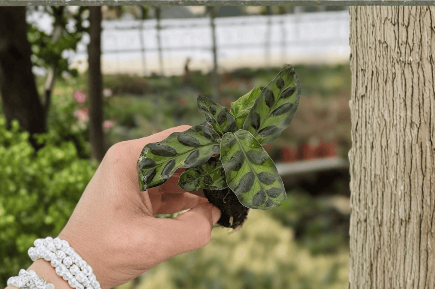 2 Calathea Lancifolia (Rattlesnake Plant) Starter Plants – Live Goeppertia insignis