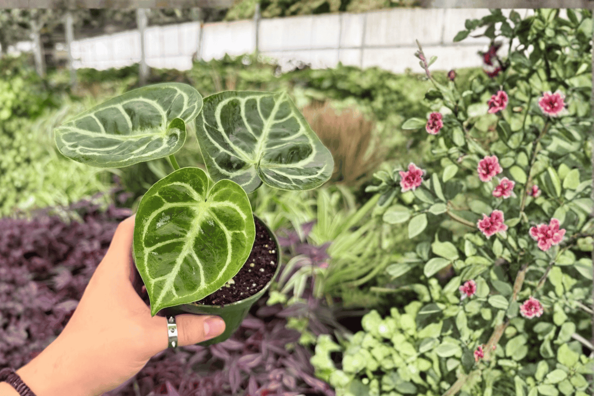 Anthurium Dressleri x Dorayaki 2 Exact Live Plants – 4-Inch Pots – Anthurium Hybrid