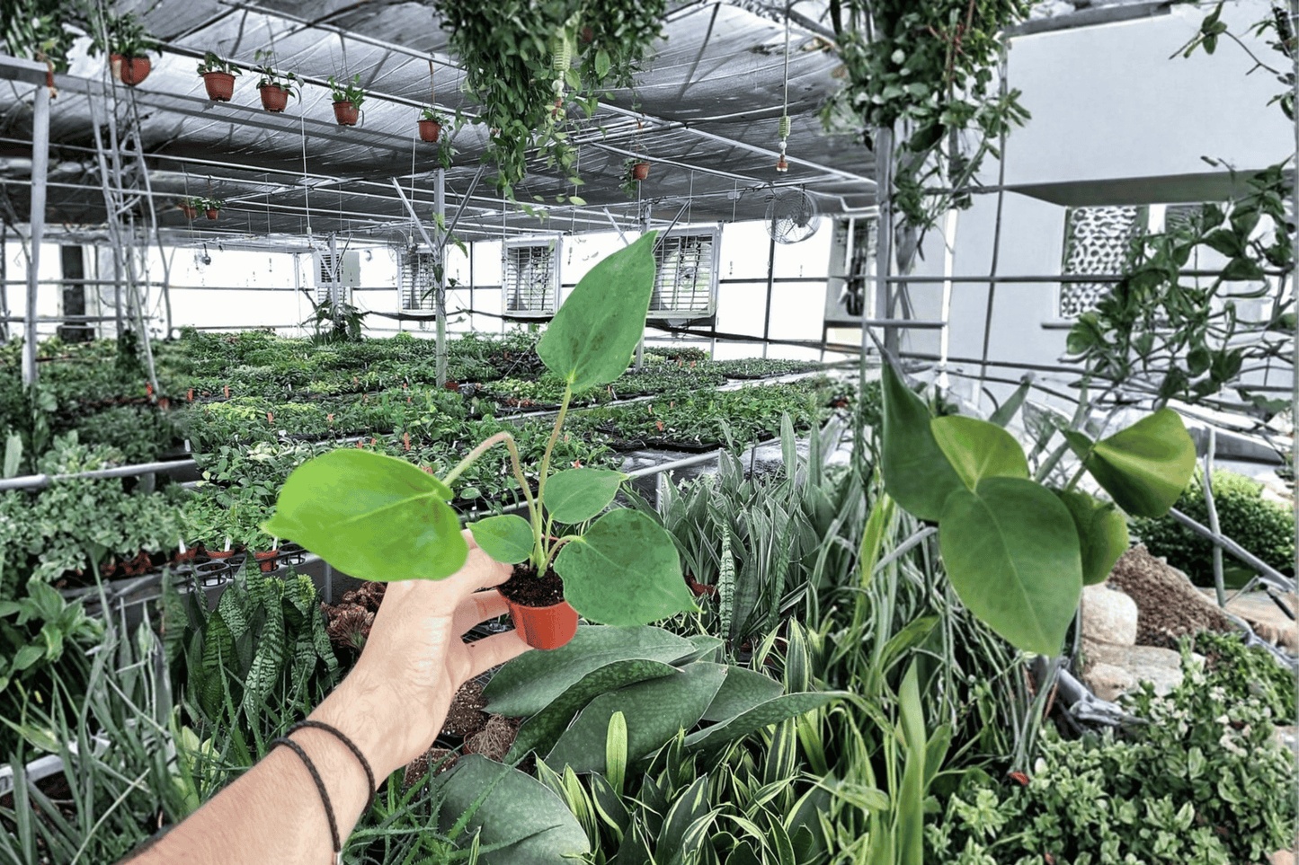 2 Anthurium Oaxaca Starter Plants – 2-Inch Bare Root Live Anthuriums