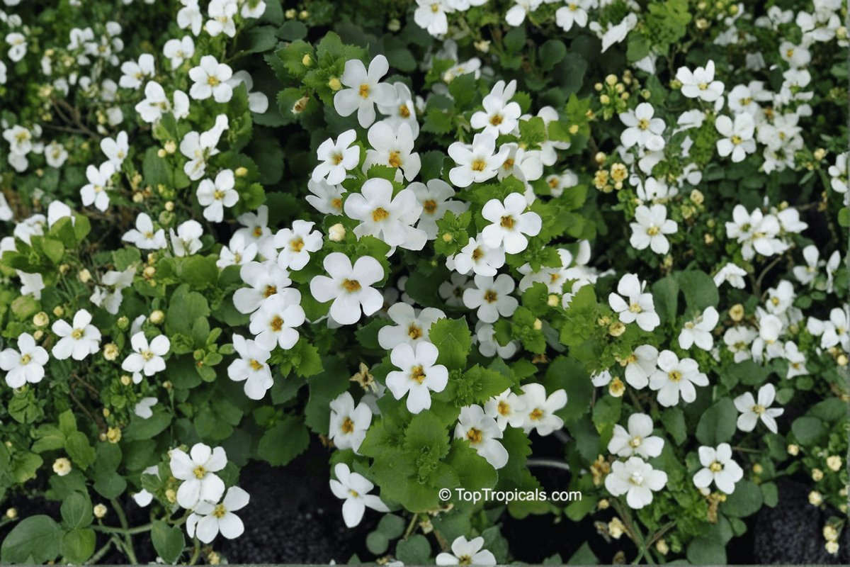 Snowflake Bacopa 1 Live Plant – 4-Inch Pot – Sutera cordata ‘Snowflake’