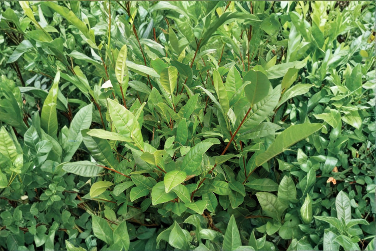 Korean Tea Plant Camellia Sinensis Live Plant 1-2 Ft Tall Green Tea Shrub Evergreen Garden Plant Tea Garden Favorite