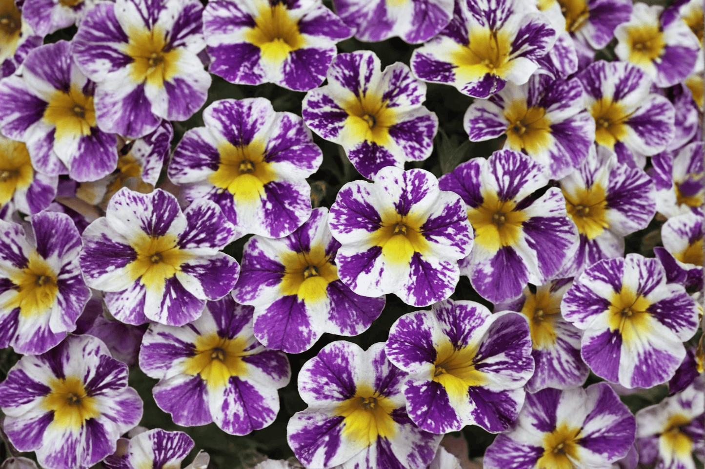 Candy Shop Grape Splash Million Bells 1 Live Plant – 4-Inch Pot – Calibrachoa Hybrid ‘Wescacashfabe’