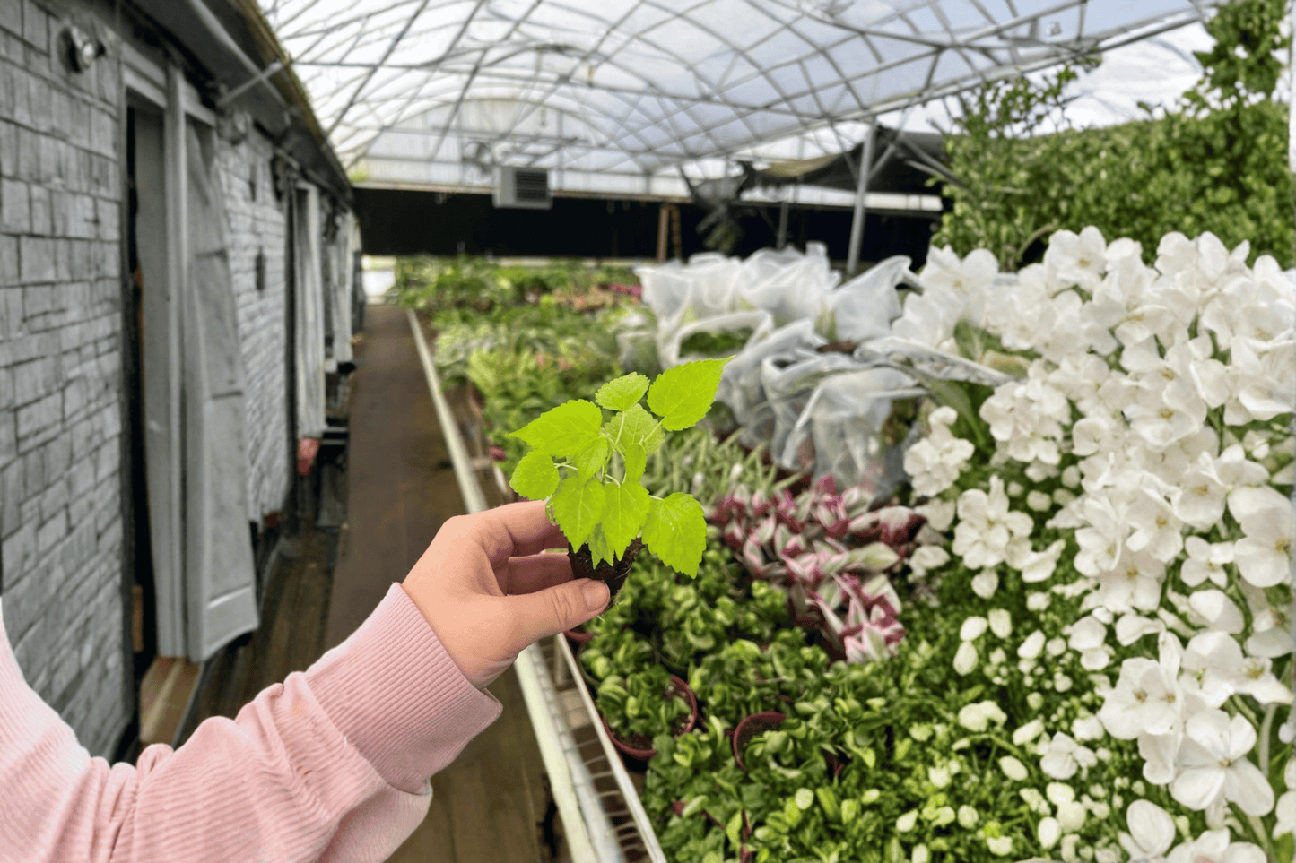 Dwarf Everbearing Mulberry 2 Starter Live Plants – Morus ‘Dwarf Everbearing’