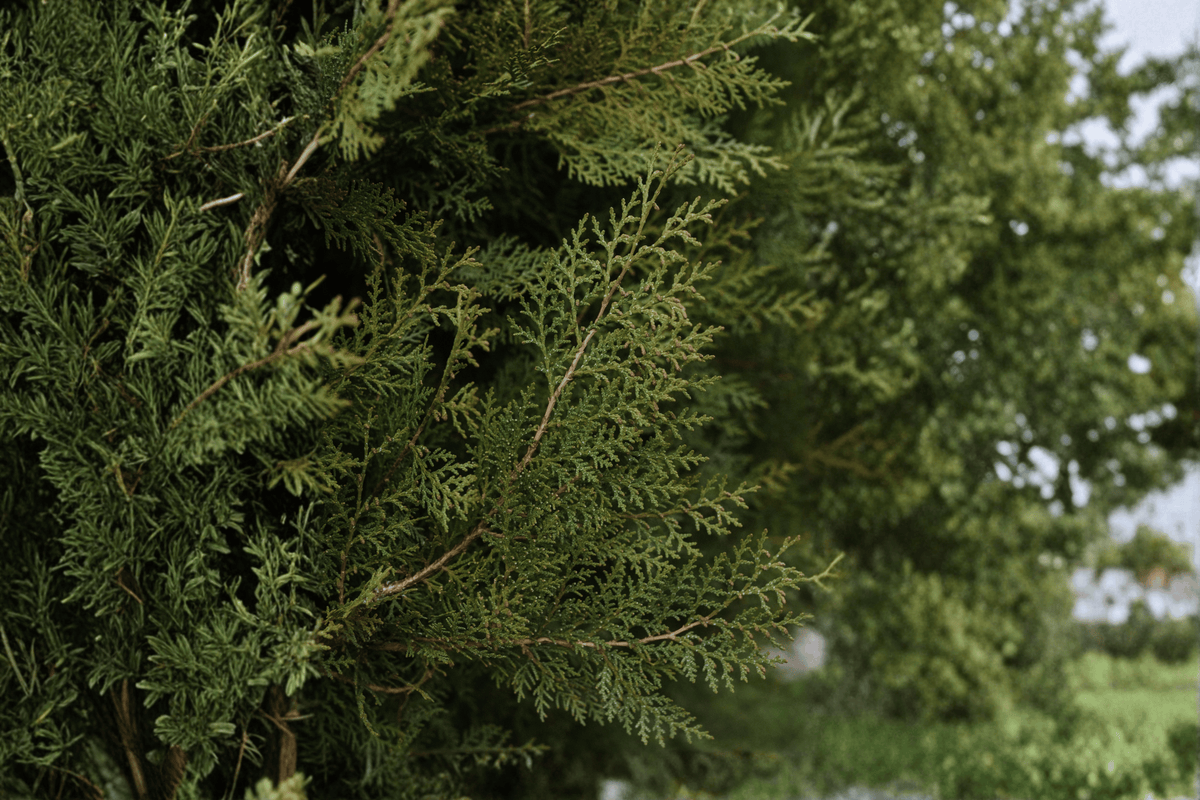 Green Giant Arborvitae 1 Live Evergreen Tree – Thuja ‘Green Giant’ – 1 Gallon Pot