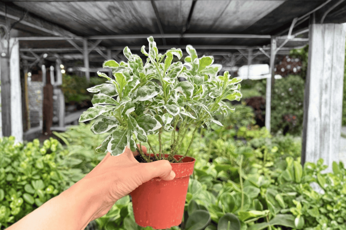 Alternanthera Snow Queen – 2 Exact Live Plants, 4-Inch Size – Alternanthera ‘Snow Queen’