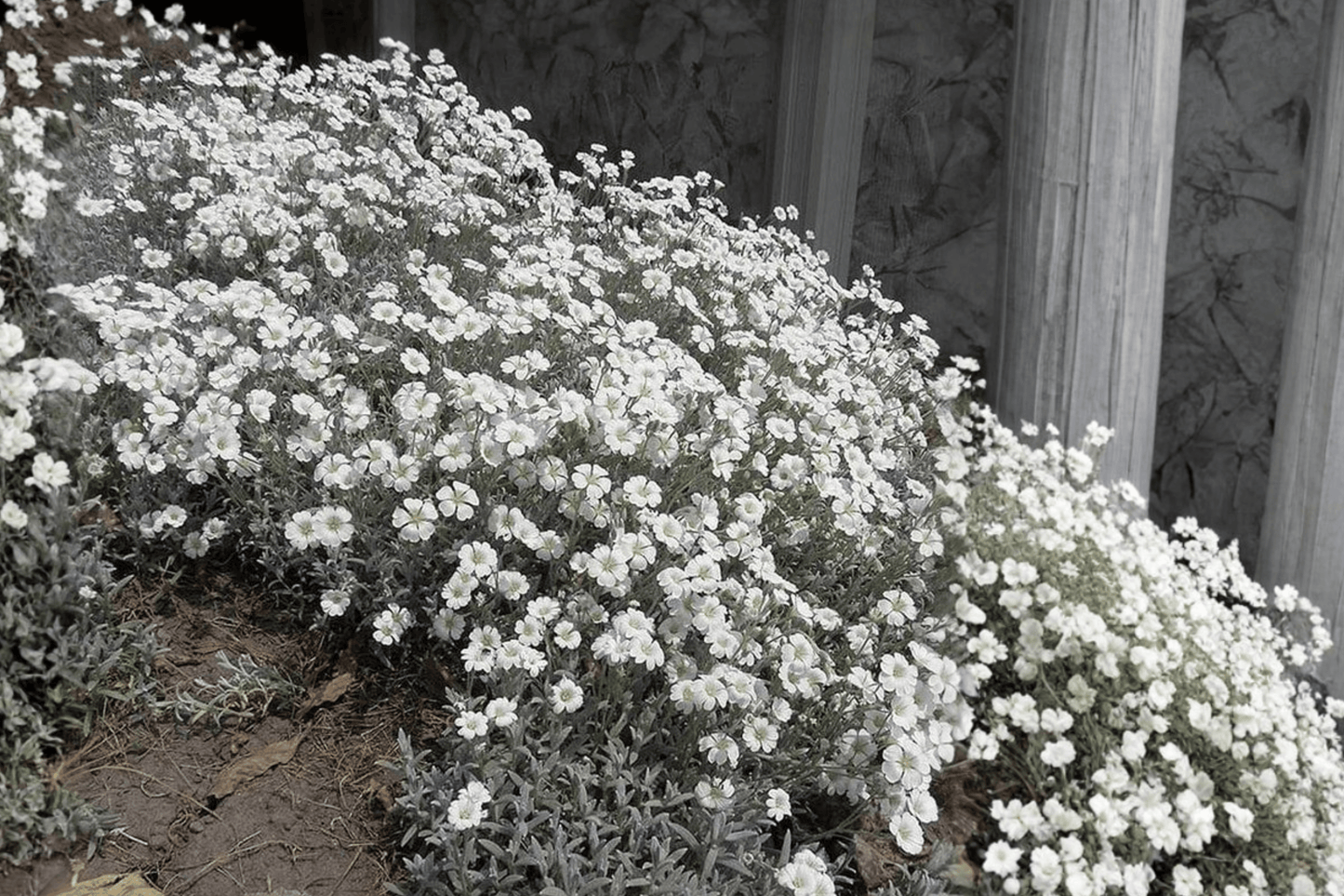 Yo Yo Snow-in-Summer 1 Live Plant – 4-Inch Pot – Cerastium tomentosum ‘Yo Yo’