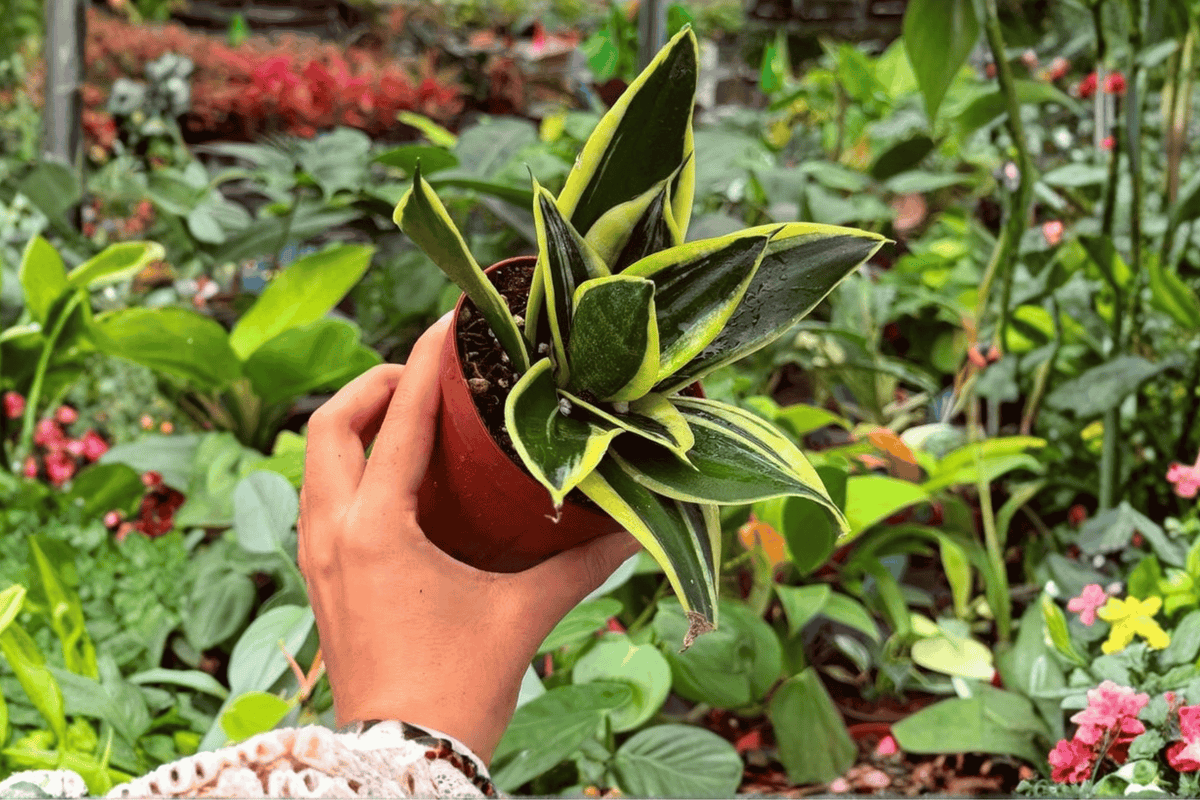 Sansevieria Hahnii Lotus – 2 Exact Live Plants in 4” Pots